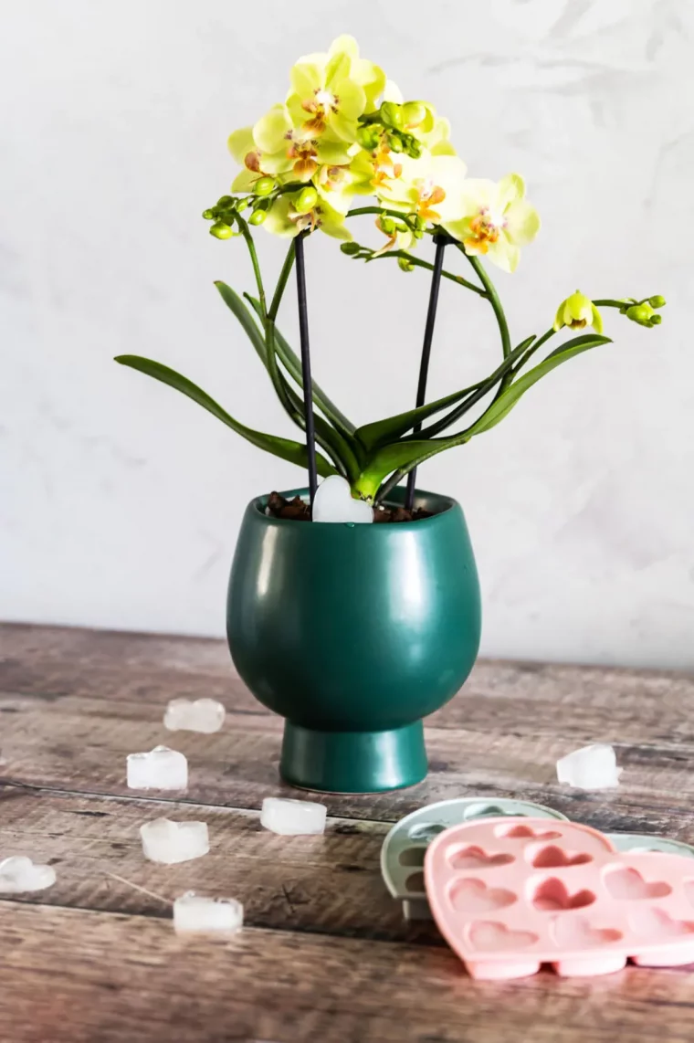 combien de glacons mettre pour arroser une orchidee