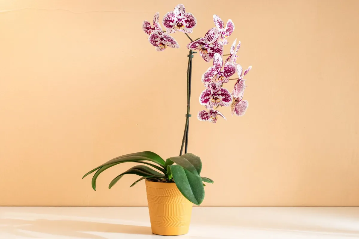 comment bien entretenir une orchidee conseils