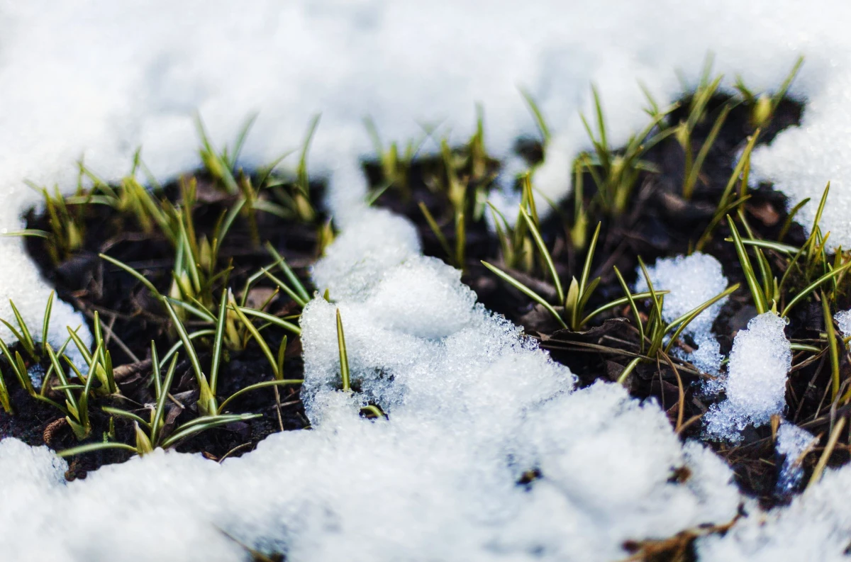 comment bien preparer sa pelouse au printemps neige verdure