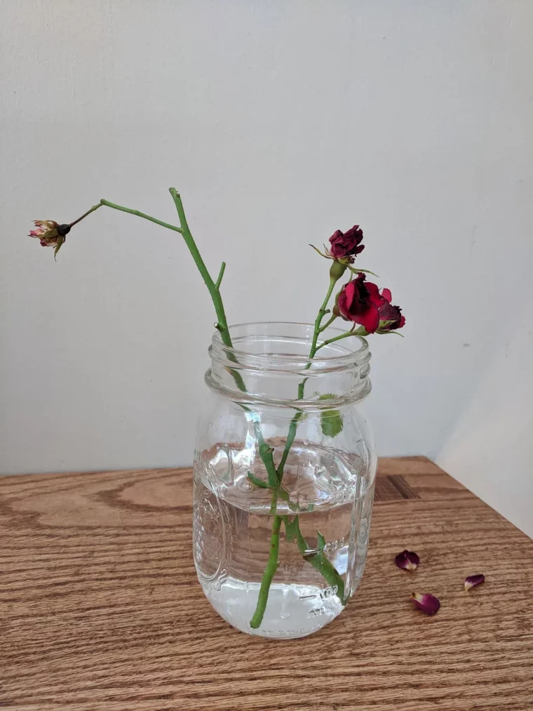 comment bouturer des rosiers dans l eau