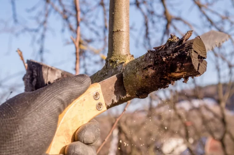 comment couper les arbres avec un scie en hiver