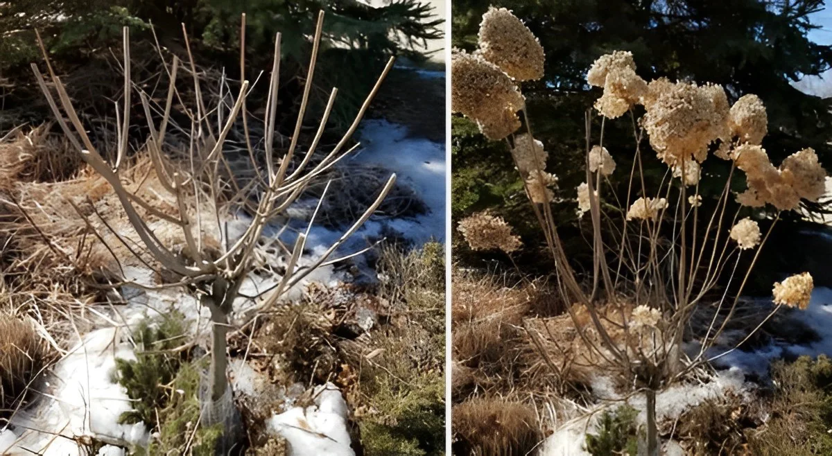 comment couper un hydrangea fleurs seches hiver