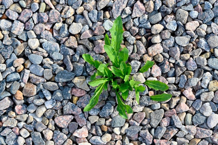 comment desherber une allee de gravier au printemps brins d herbe