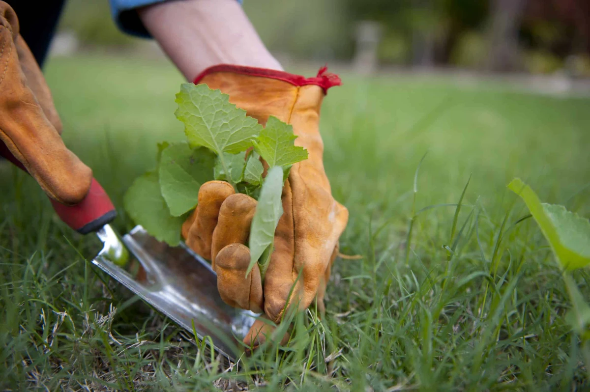 comment desherber une pelouse efficacement herbe verte gants marron outil jardinage