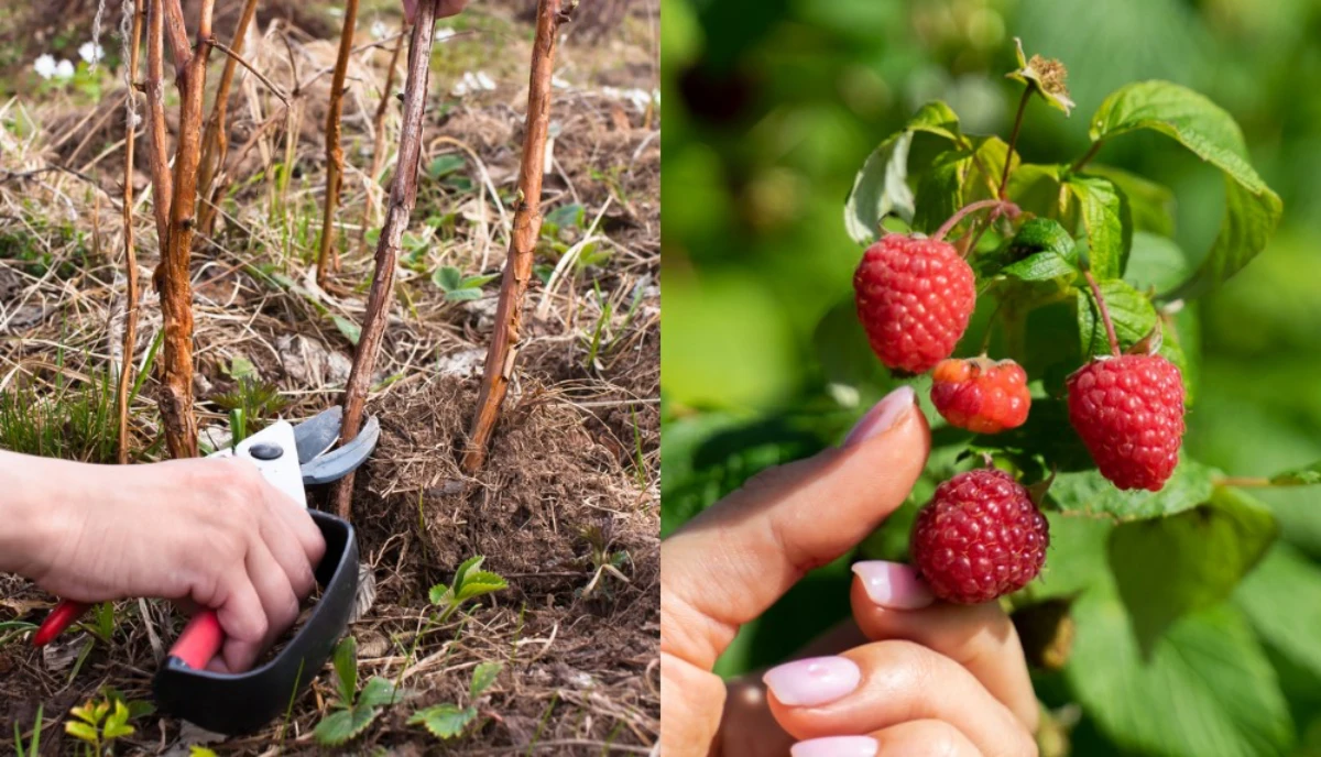 comment effectuer la taille des framboises en hiver