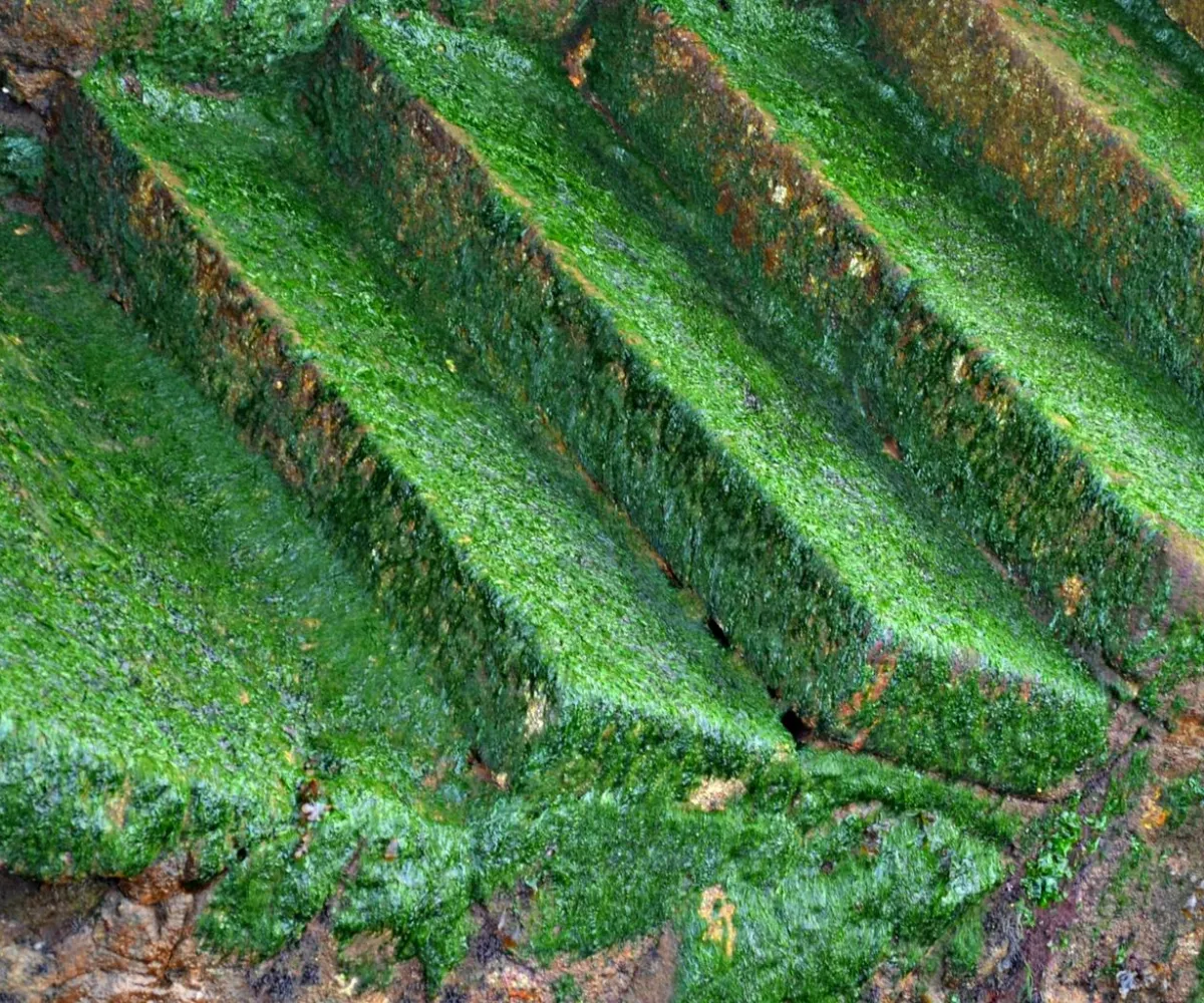 comment enlever la mousse sur une terrasse en terre cuite escalier vert demousse