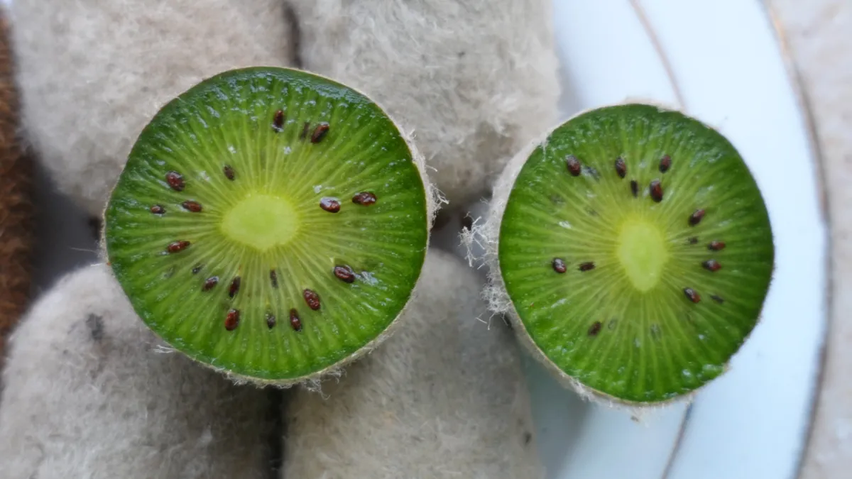 comment extraire les graines de kiwi pour les semer