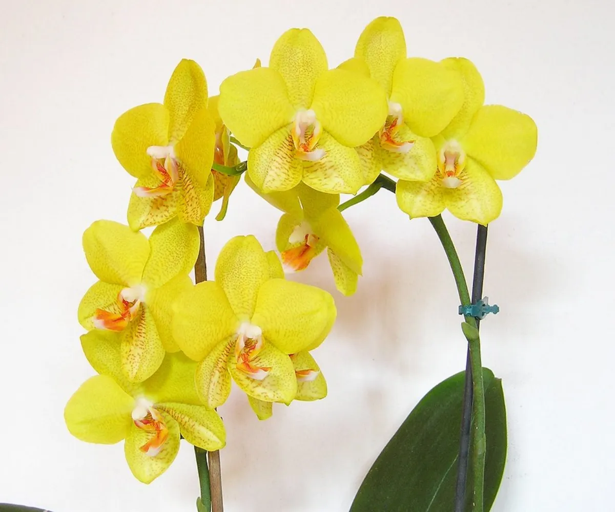 Жёлтая Орхидея фаленопсис