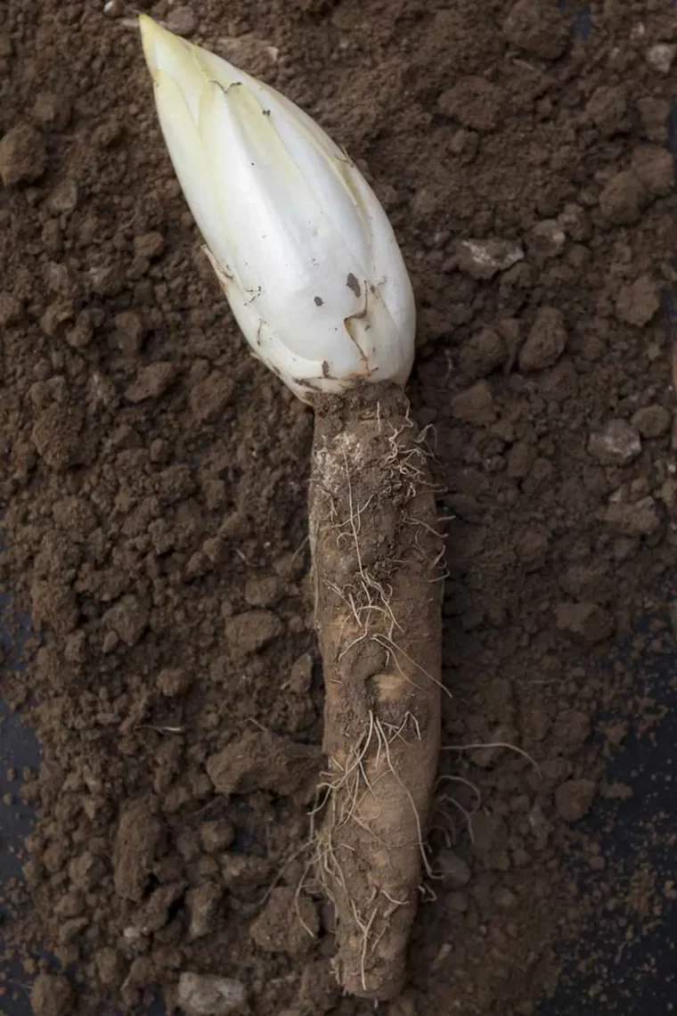 comment faire developper les racines d endives