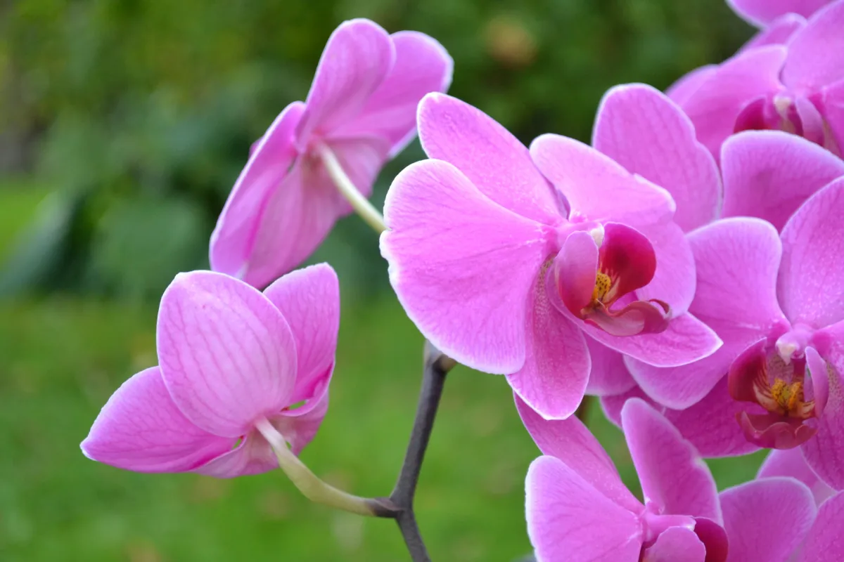 comment faire fleurir une orchidee astuces