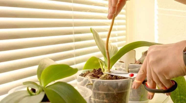 comment faire pour tailler une orchidée correctement astuce entretien plante d intérieur en pot