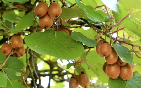 comment faire pousser son propre plant de kiwi