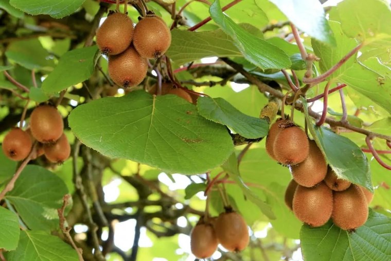 comment faire pousser son propre plant de kiwi