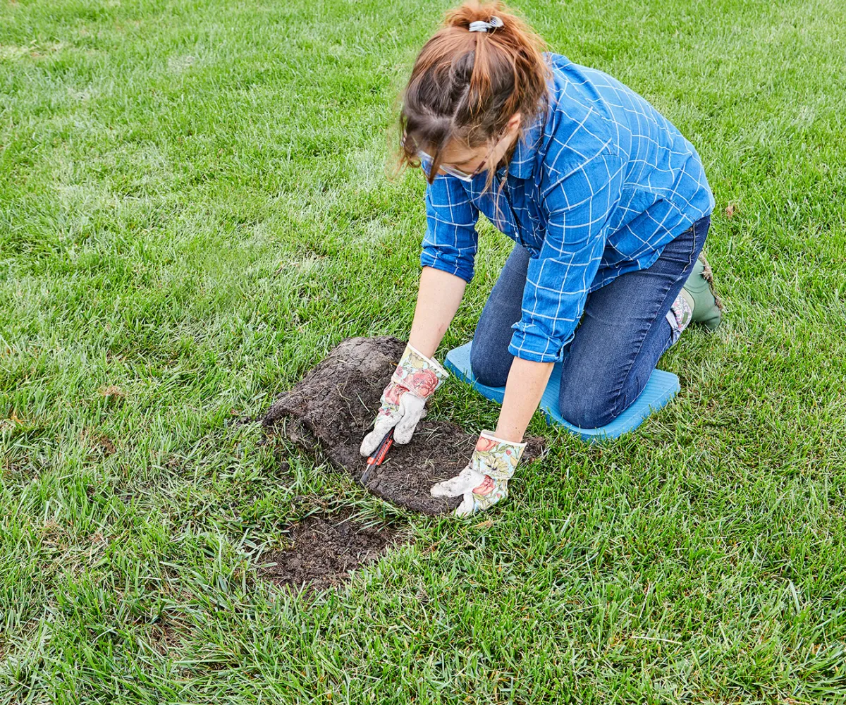 comment faire reverdir sa pelouse resenesment femme auxgenous