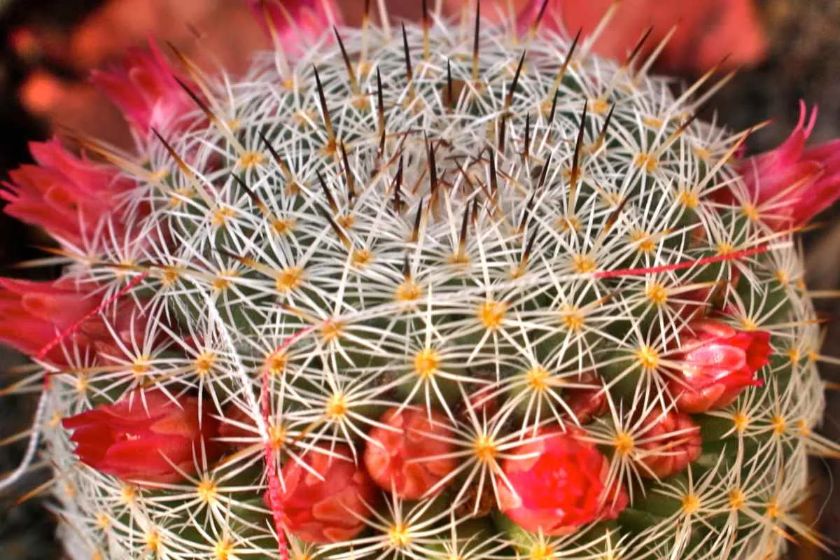 comment faire son cactus fleurir astuces et conseils