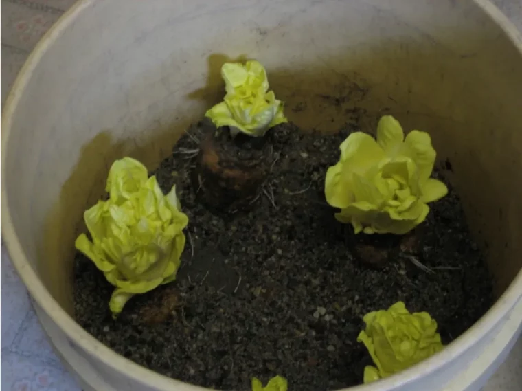 comment forcer les tetes des endives astuces