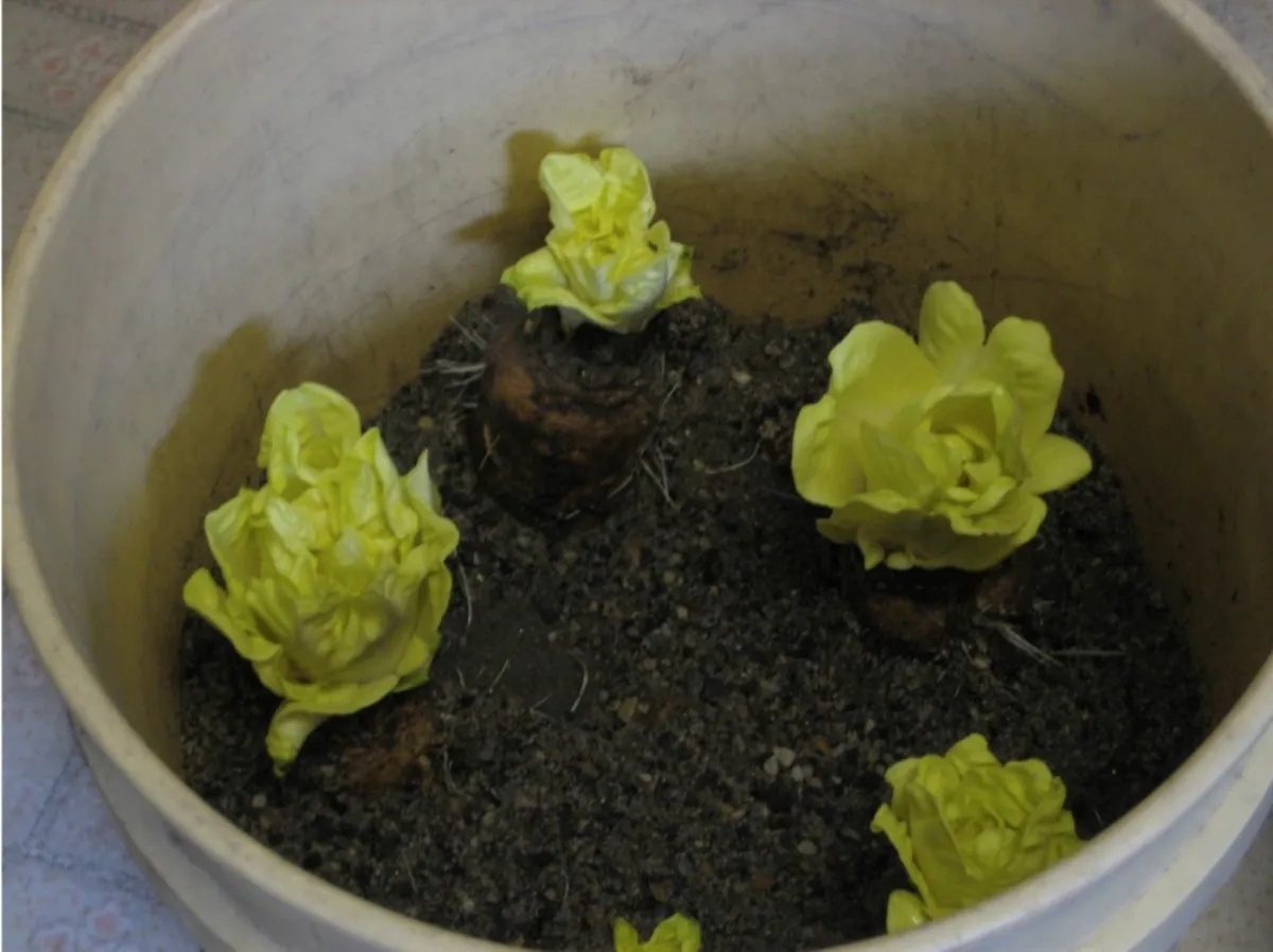 comment forcer les tetes des endives astuces