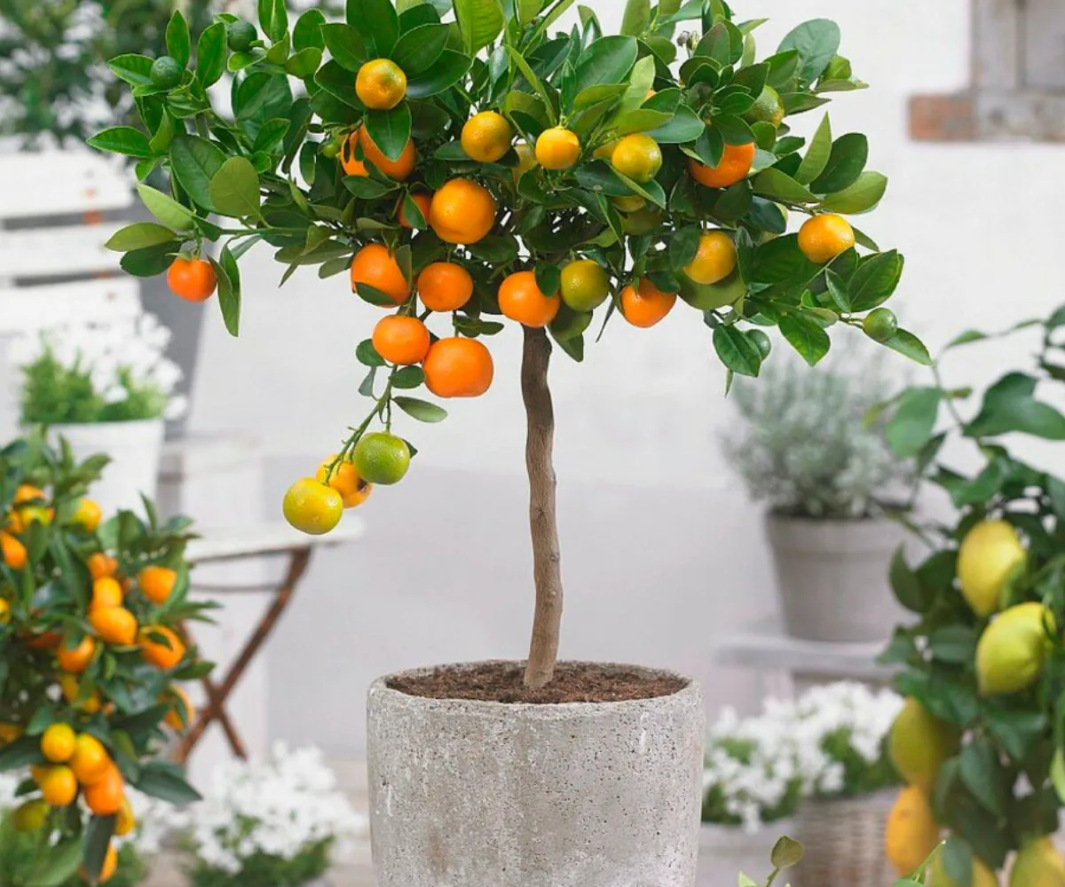 comment planter un arbre fruitier dans un pot differentes fruitiers