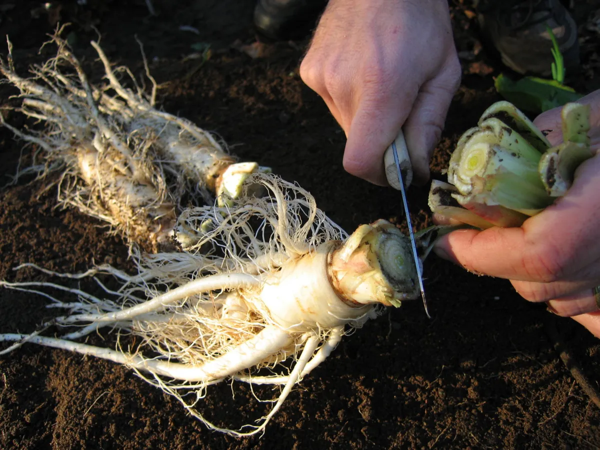 comment preparer les endives pour les planter