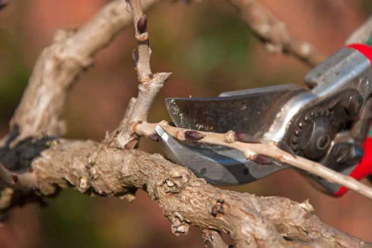 comment rabattre une glycine