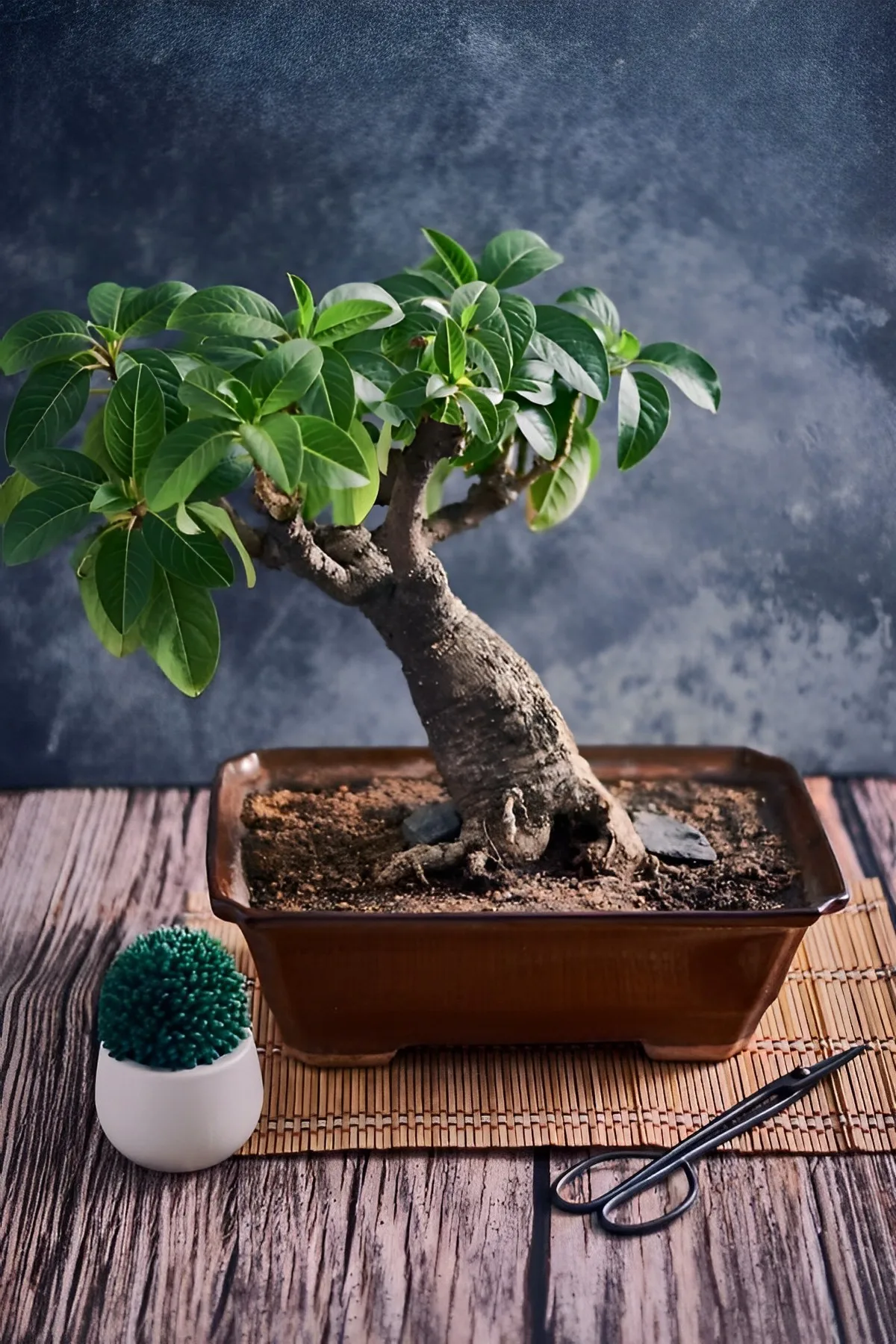 comment s occuper d un bonsai entretien taille ciseaux