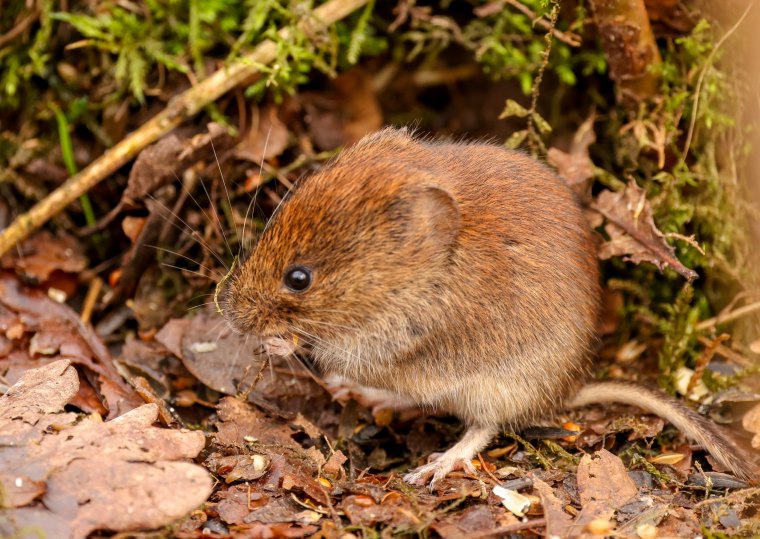 comment se debarraser des rats taupiers dans le jardin