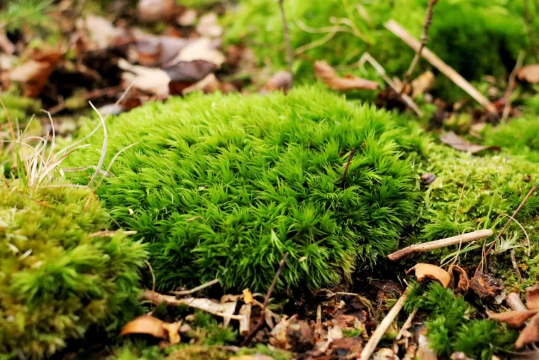 comment se debarrasser de la mousse dans le gazon naturellement herbe verte