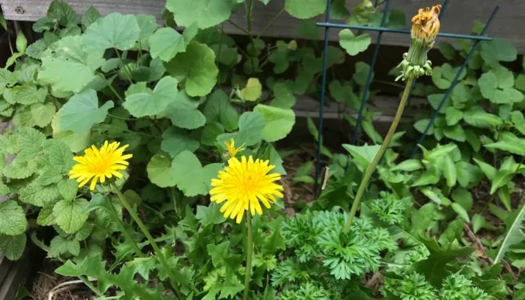 comment se débarrasser des mauvaises herbes sur une pelouse