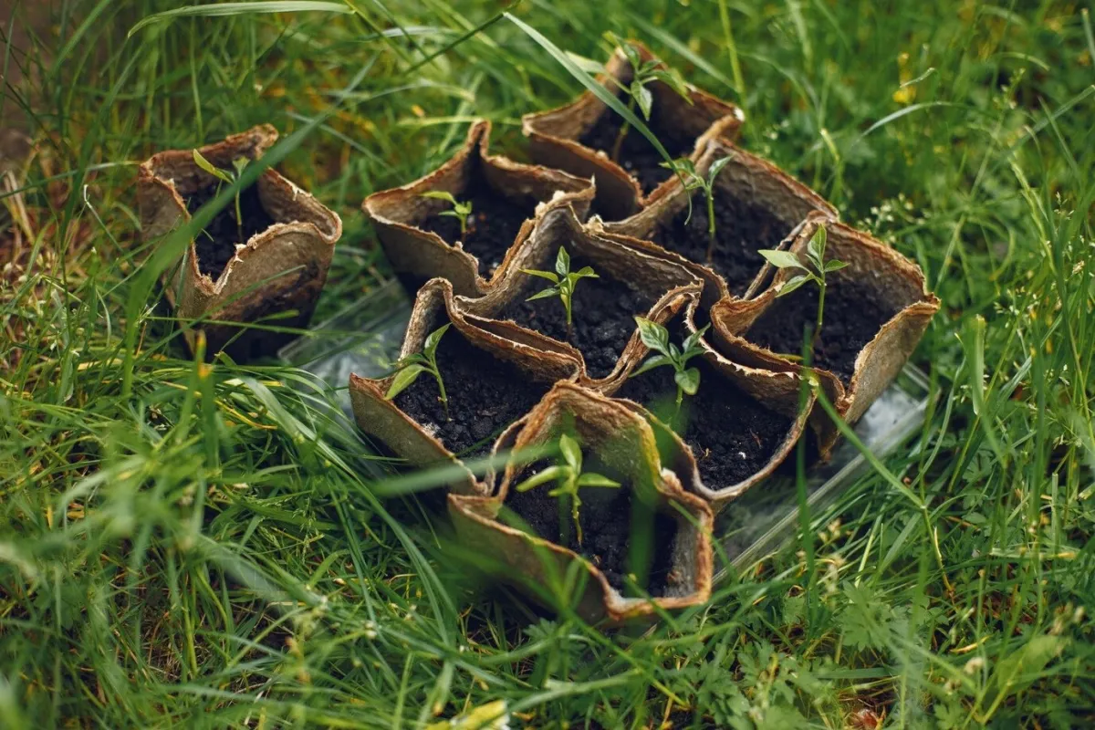 comment semer des herbes aromatiques conditions gazon