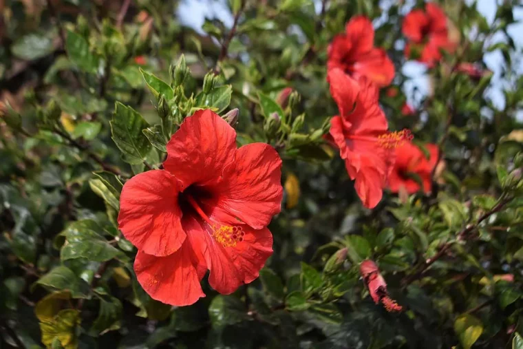 comment soigner l hibiscus pendant l hiver guide pratique