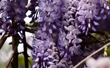 comment tailler la glycine en hiver pour une floraison abondante fleurs violettes