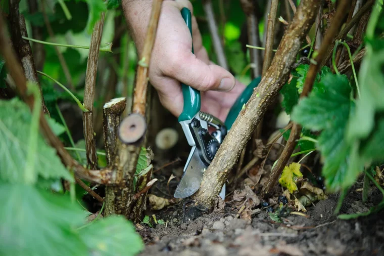 comment tailler les arbustes en fevrier branches