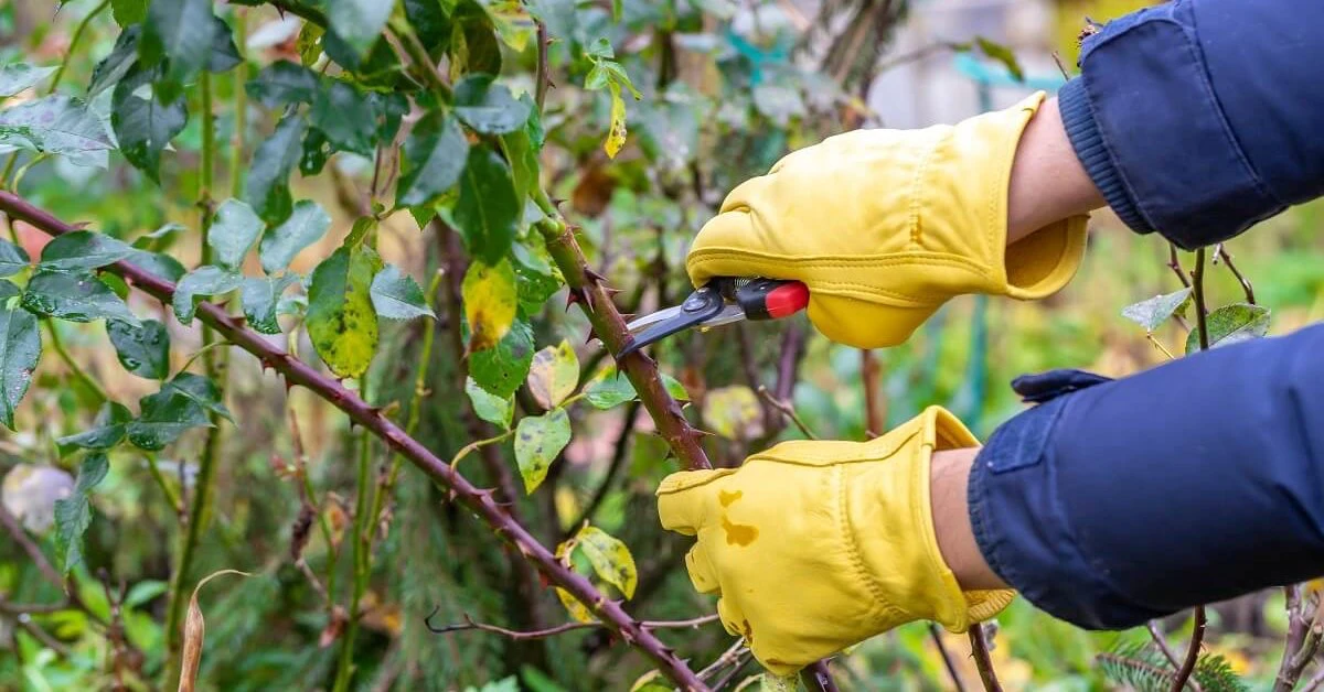 comment tailler les rosiers gants jaunes cicateur feuilles vertes