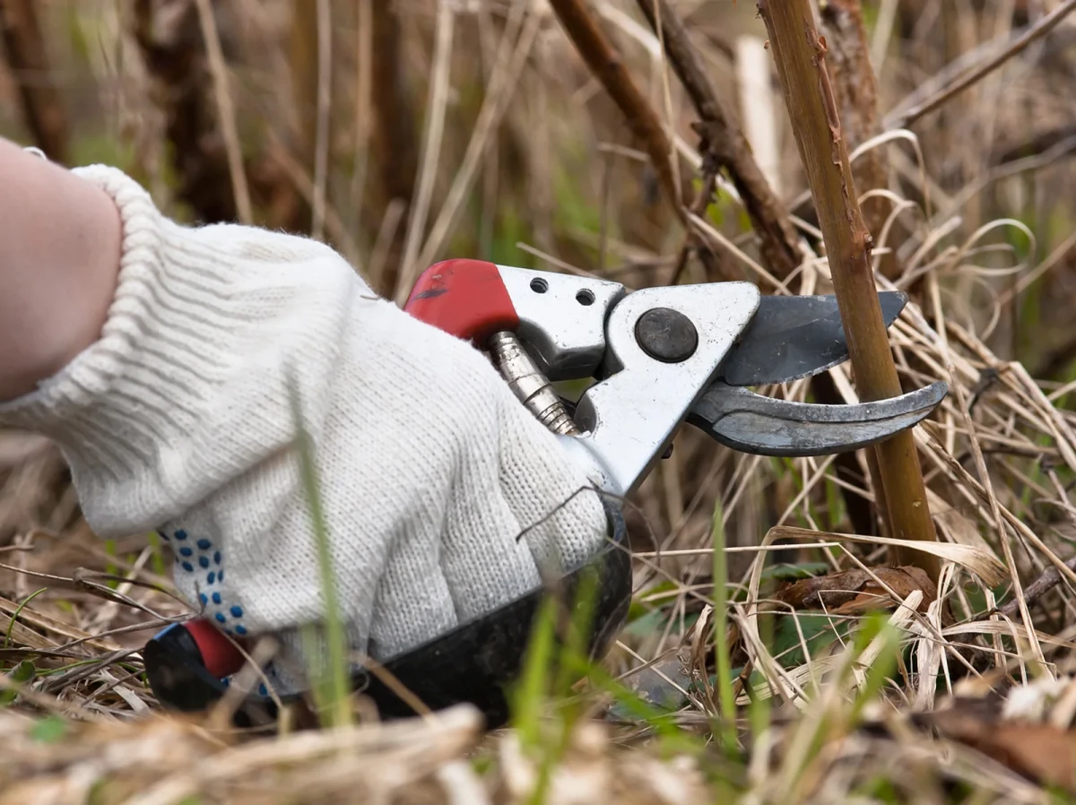 comment tailler un framboisier remontants en hiver main gants