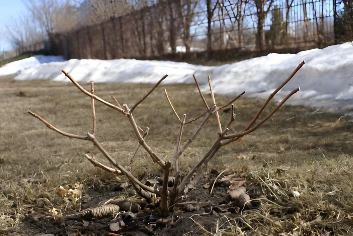 comment tailler un hortensia en fevrier branches base