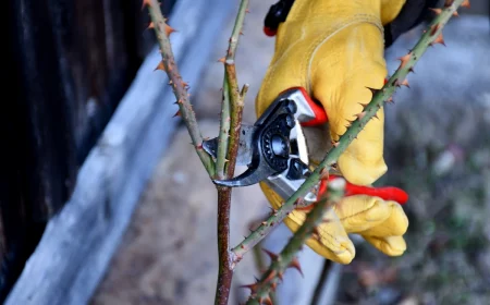 comment tailler un rosier remontant en 2023 gants jaunes branches