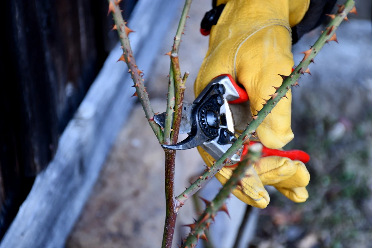 comment tailler un rosier remontant en 2023 gants jaunes branches