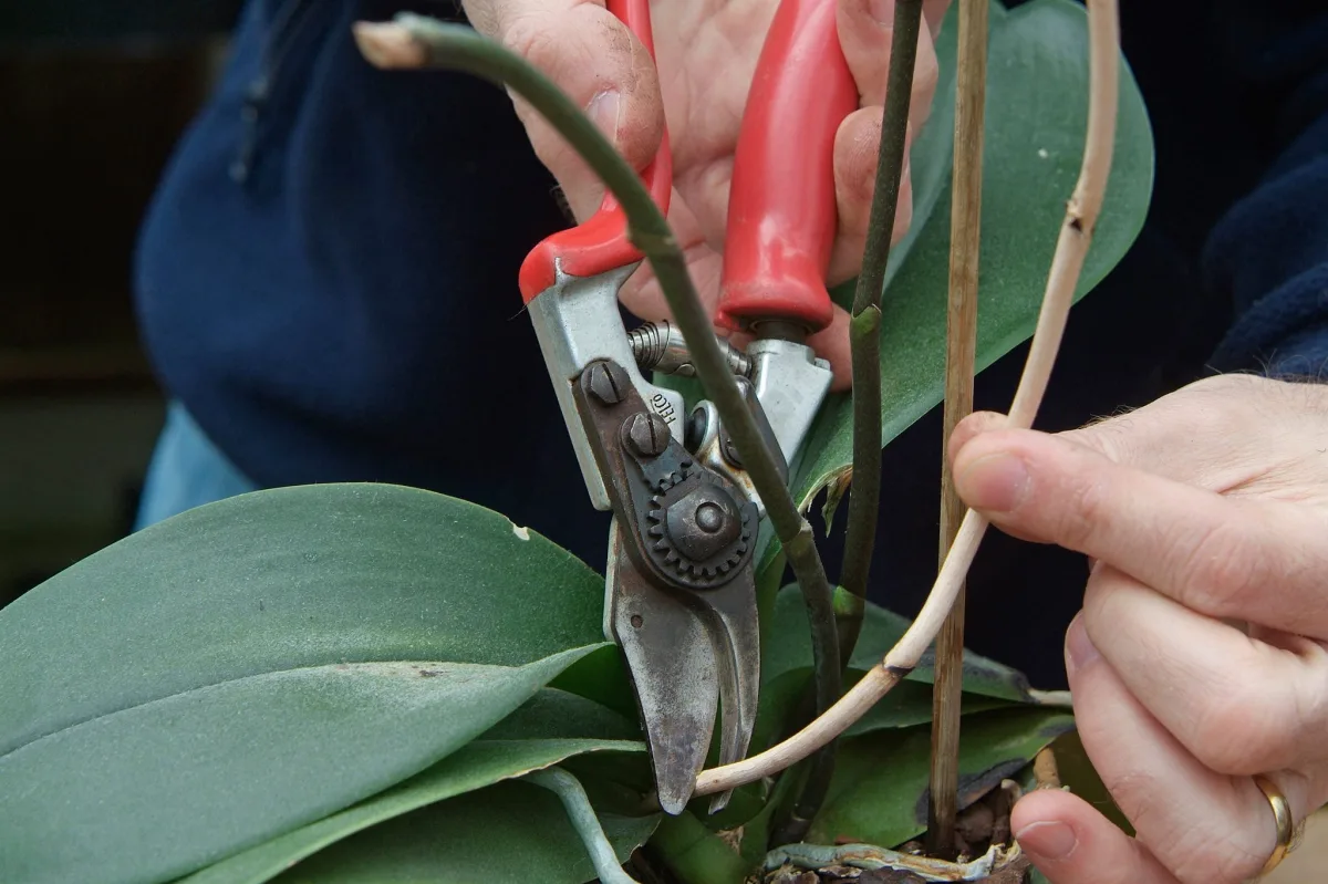 comment tailler une orchidée entretien plante d intérieur
