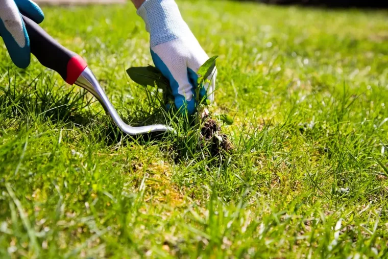 comment traiter les mauvaises herbes dans la pelouse