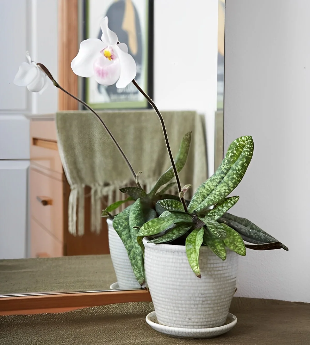 commode bois miroir interieur decoration avec plantes orchidee entretien