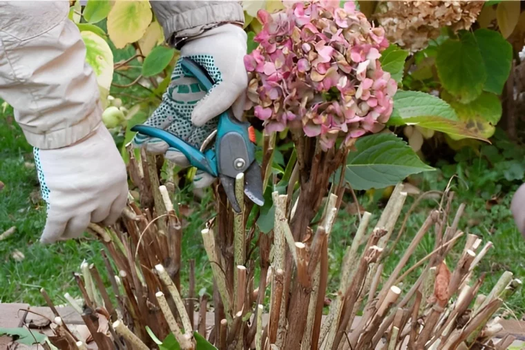 conseils entretien rabattage hydrangea secateur jardinage