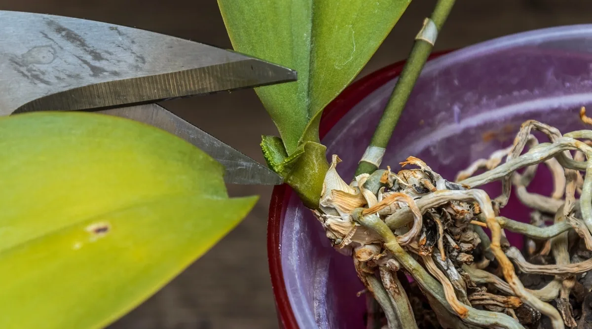 couper les feuilles d une orchidée fleur fanée taille