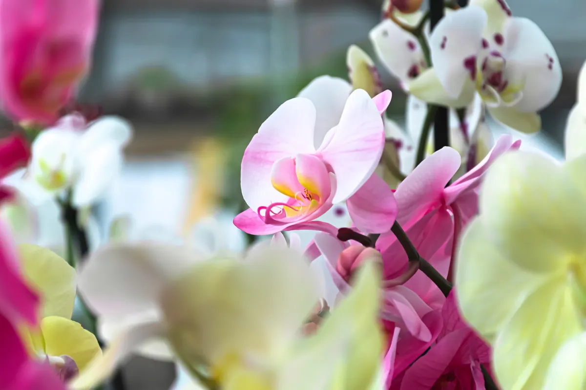 culture moth orchidee variete entretien facile couleur rose fleurs