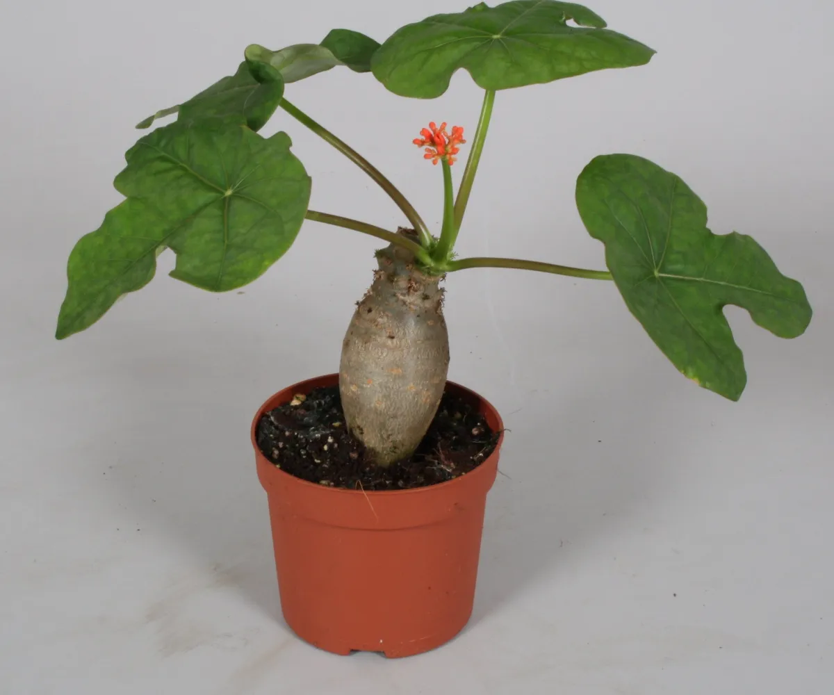 date de plantation des pommes de terre en pot et fleur rouge