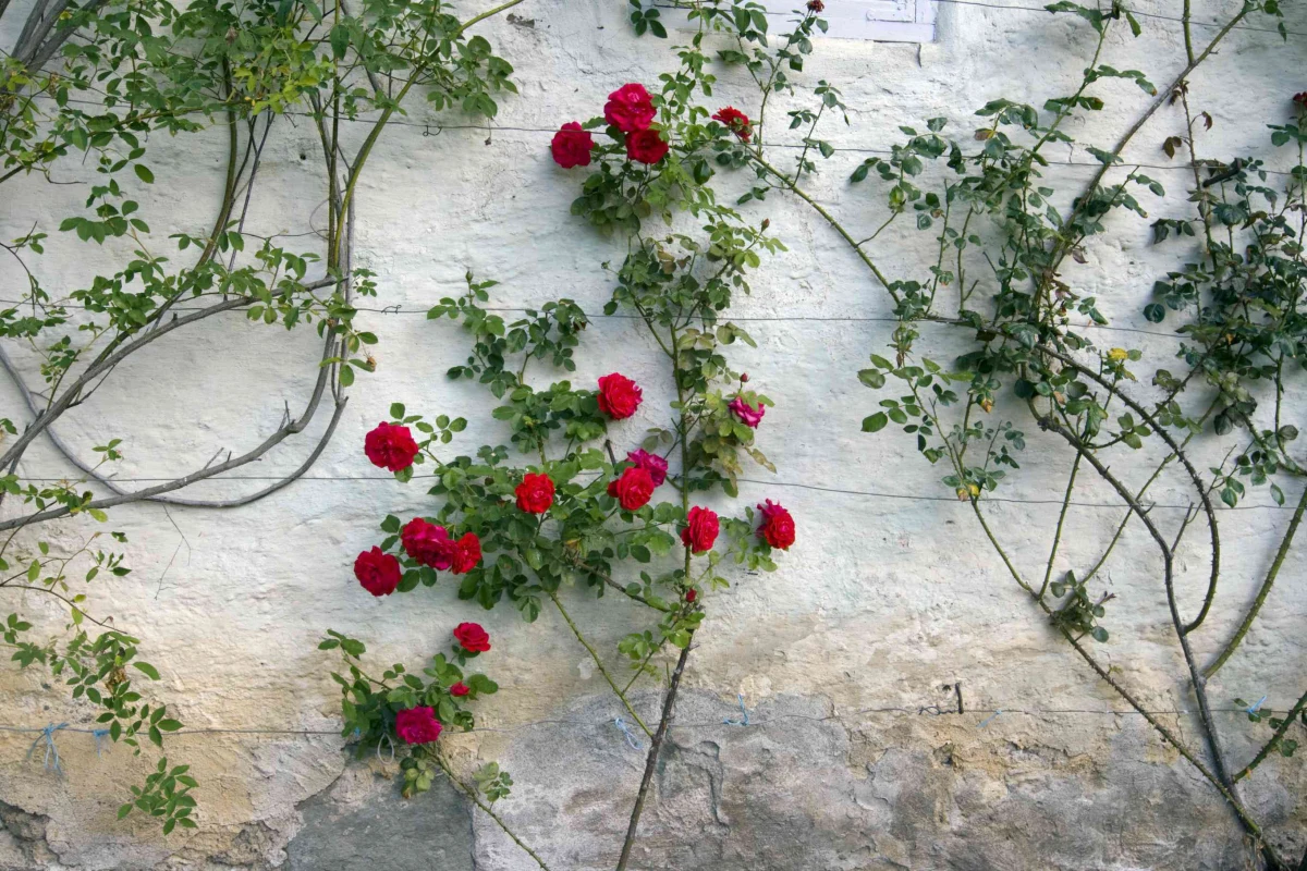 de jolies rosiser rampants fleurs rouges mur