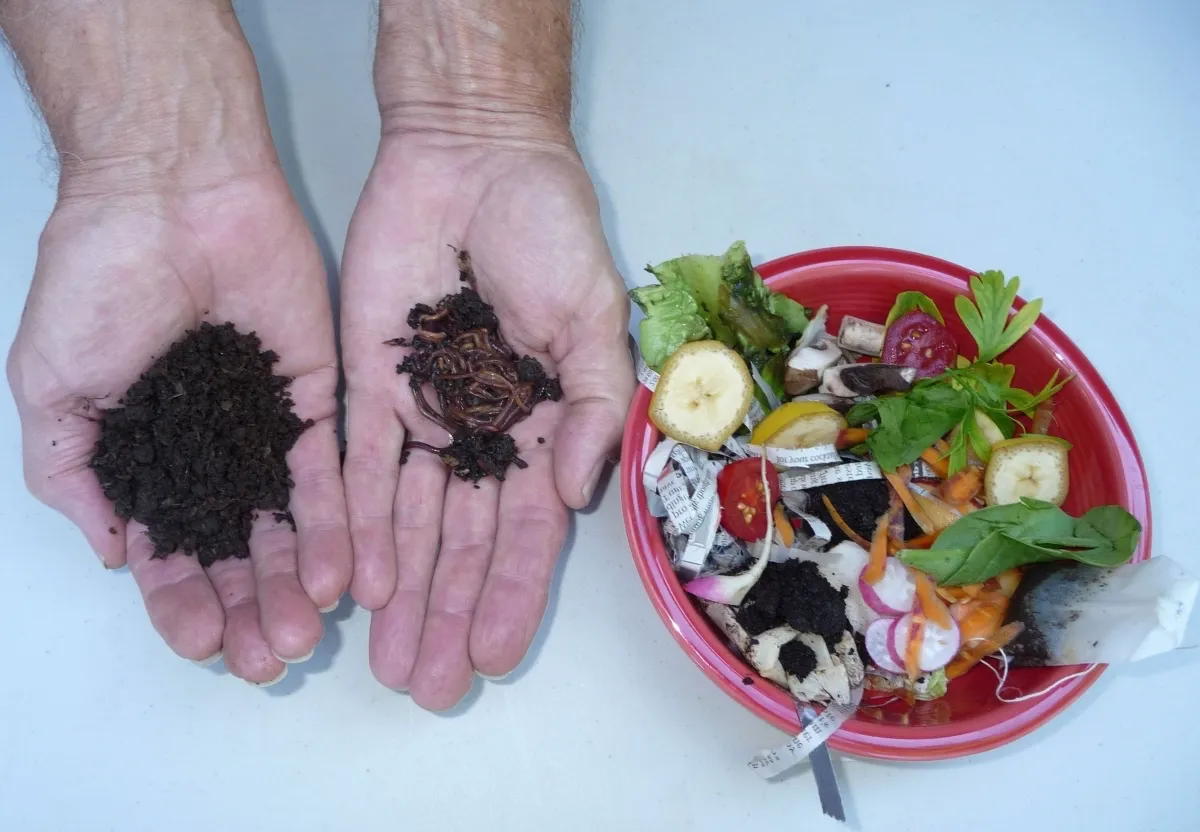dechets nourriture lombricomposteur appartement vers de compost utilisation