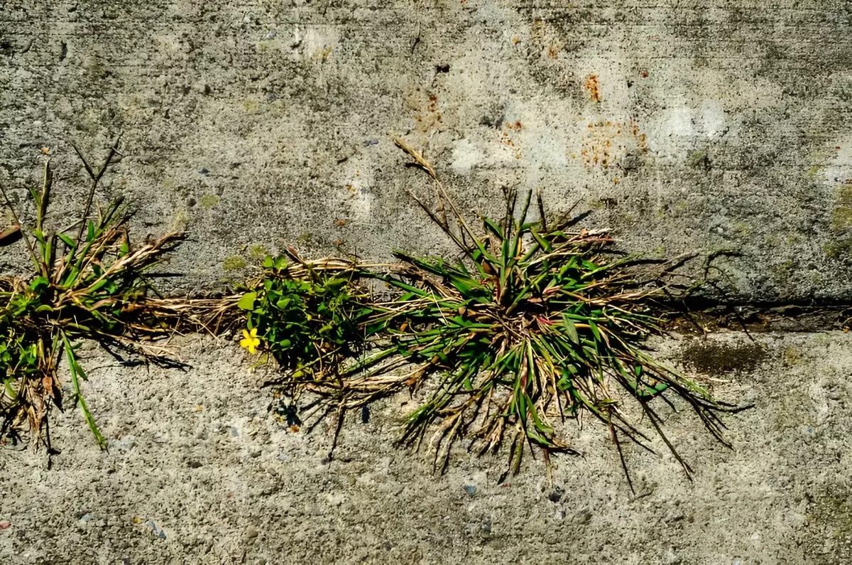 des mauvaises herbes dans une allee en beton