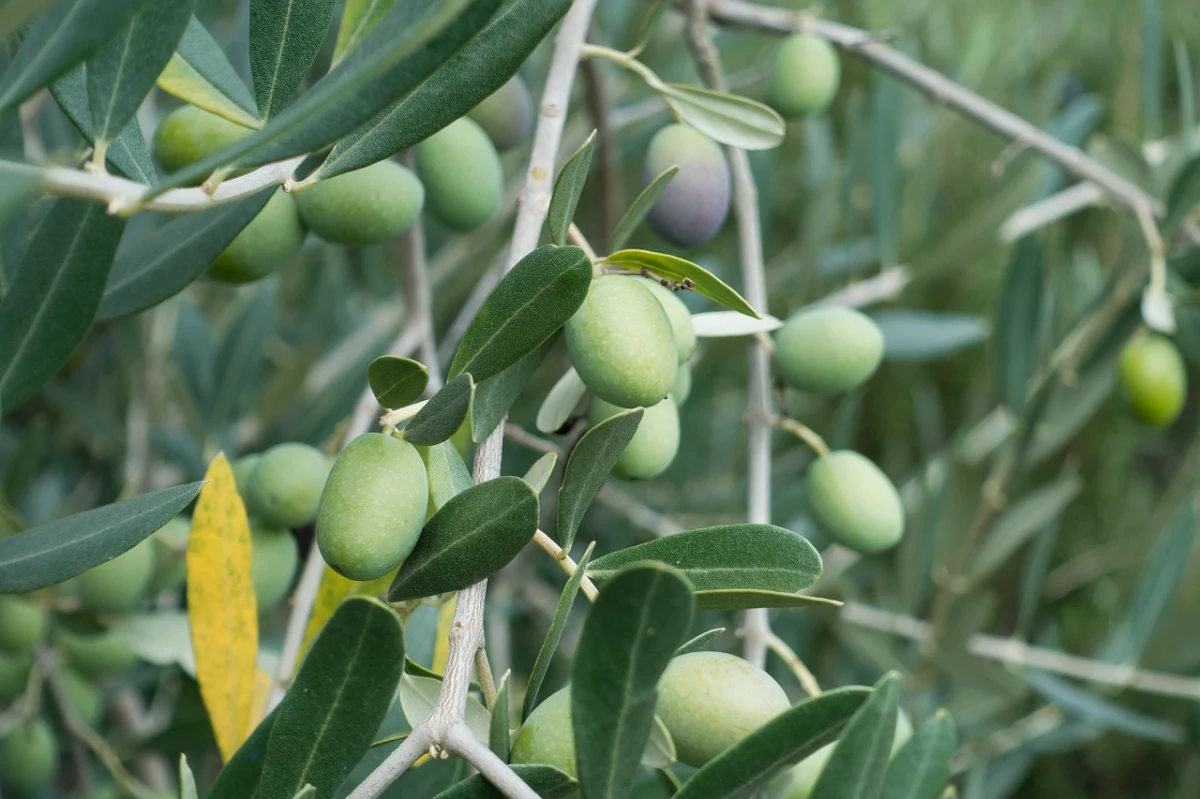 des olives vertes feuilles vertes