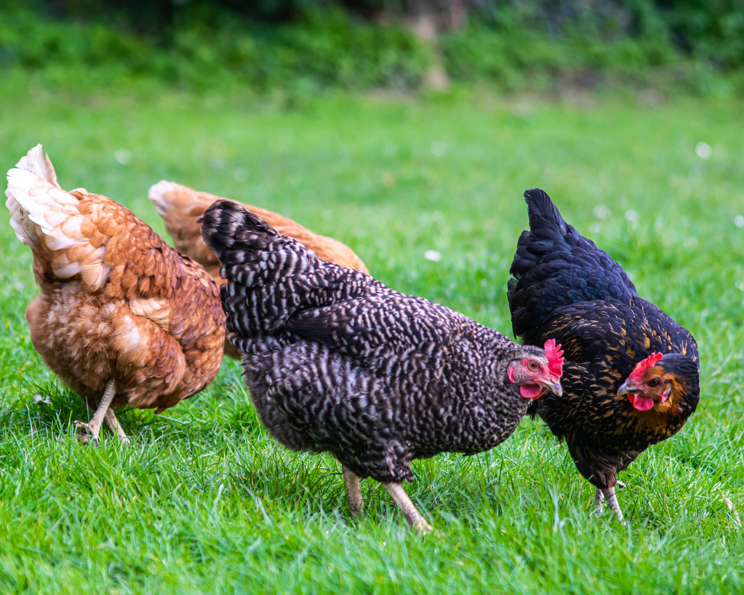 Quelle Est La Meilleure Période Pour Avoir Des Poules Conseils Pour Bien élever Vos Pondeuses 