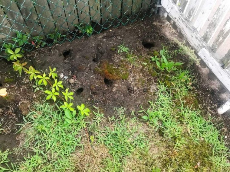 des trous de rats dans le jardin cloture